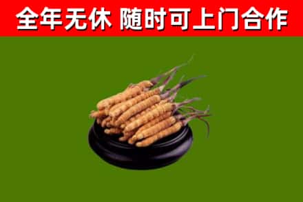 湖北省回收散虫草