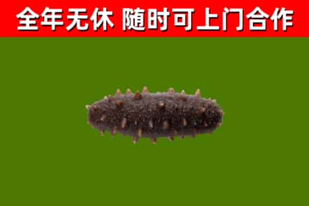 湖北省回收海参干